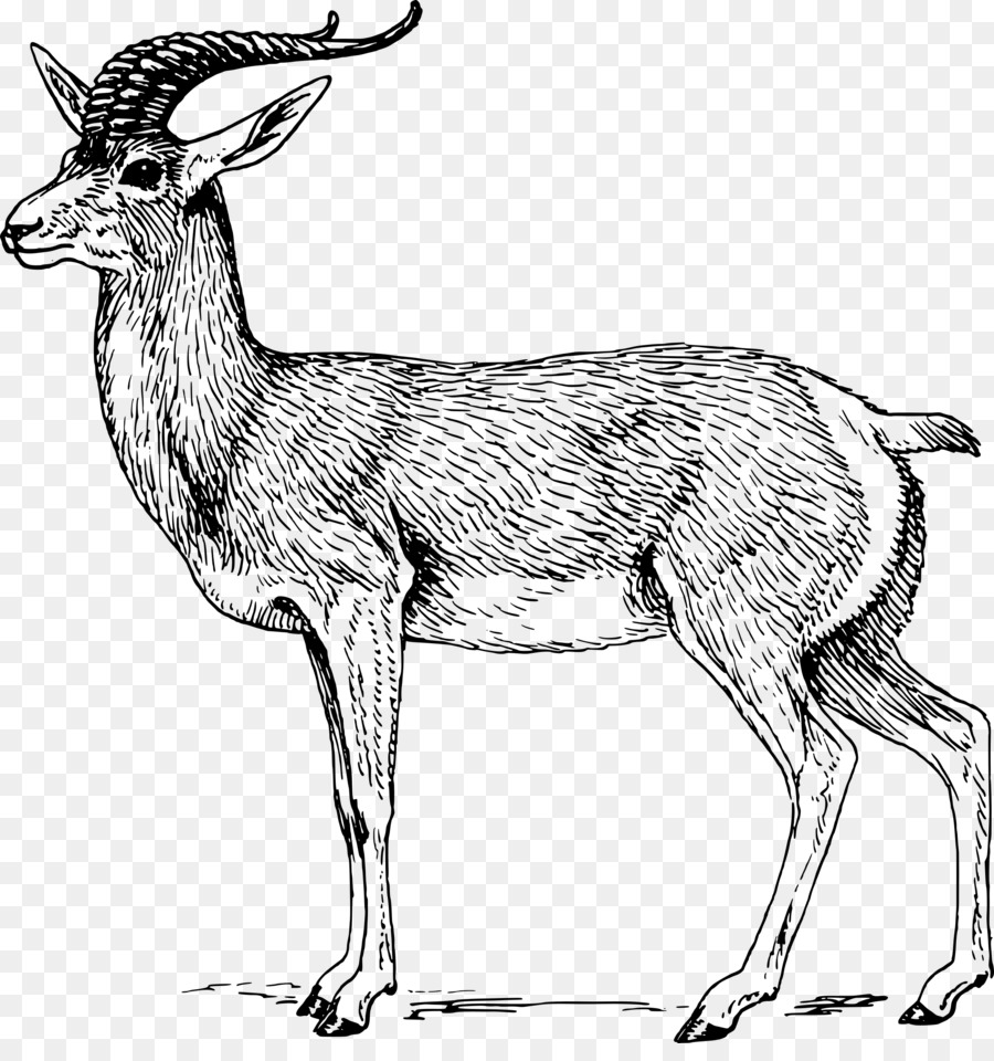 Antilope Springbok Impala Clip art - gazzella