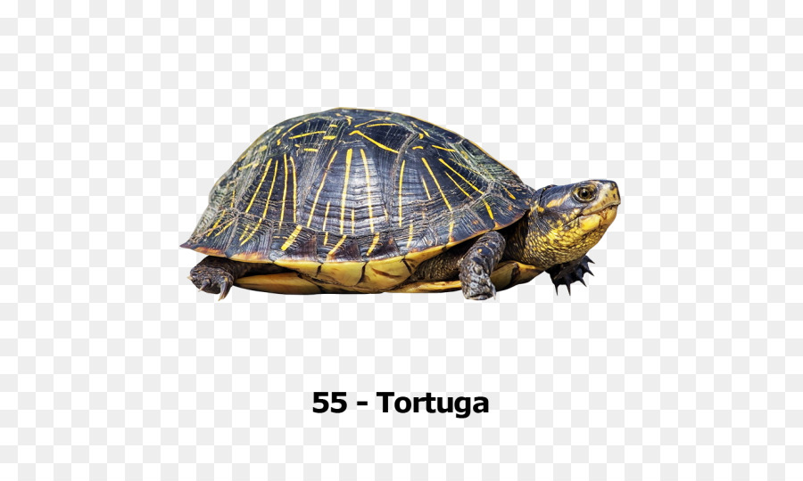Tartarughe scatola Trasparenza e traslucenza - tartaruga