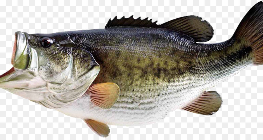 Cá Bass - câu cá