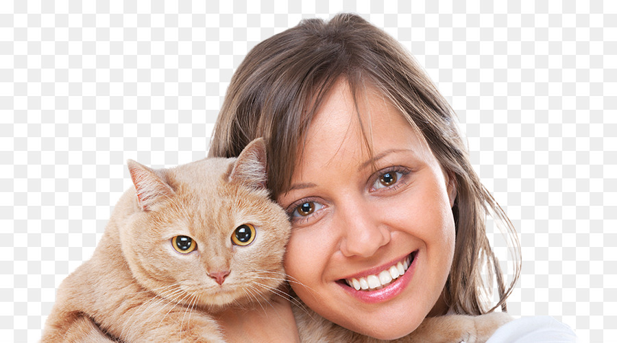 Die schnurrhaare von Kätzchen Inländische kurzhaarige Katze Srh Veterinary Services - Kätzchen