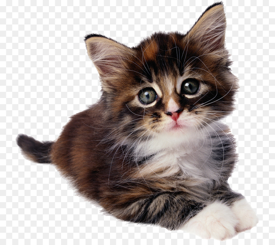 Kätzchen Sphynx Katze, siamesische Katze, Donskoy Munchkin Katze - Kätzchen