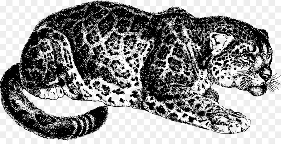 Schneeleopard Jaguar Tiger Felidae - Leopard
