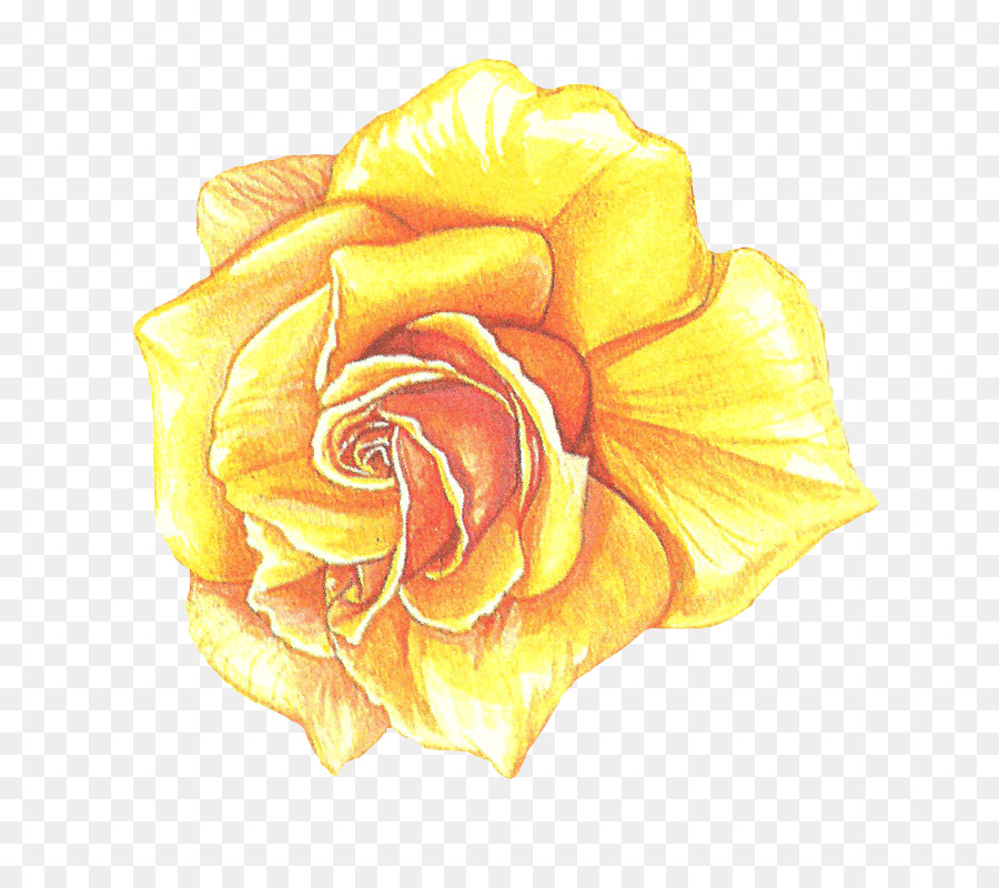 Hoa hồng trong vườn Cải bắp tăng Vẽ hoa đã Cắt Cánh - những người khác