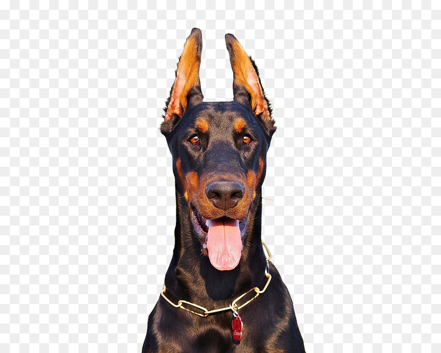 Chó Doberman, đức chó phốc, Manchester Terrier giống Chó phốc - chihuahua