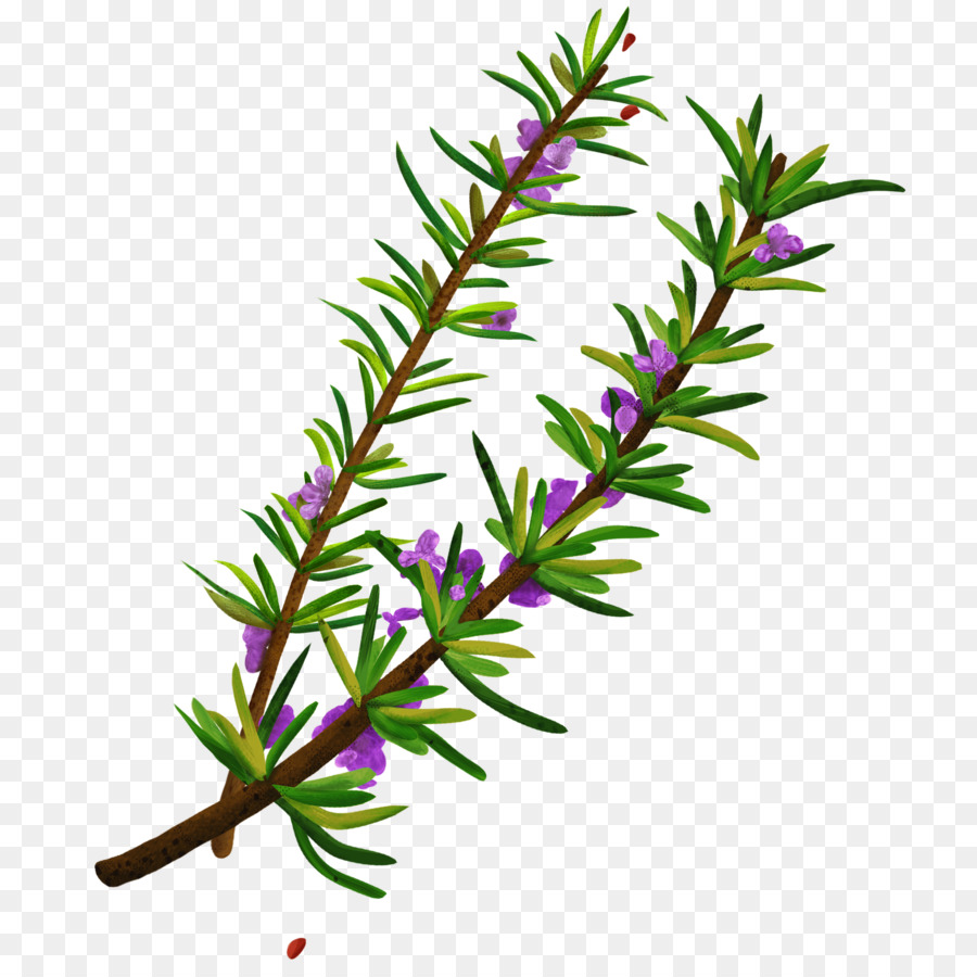 Zweig, Pflanze, Stamm Kräuterkunde Rosmarin - Sambucus Nigra