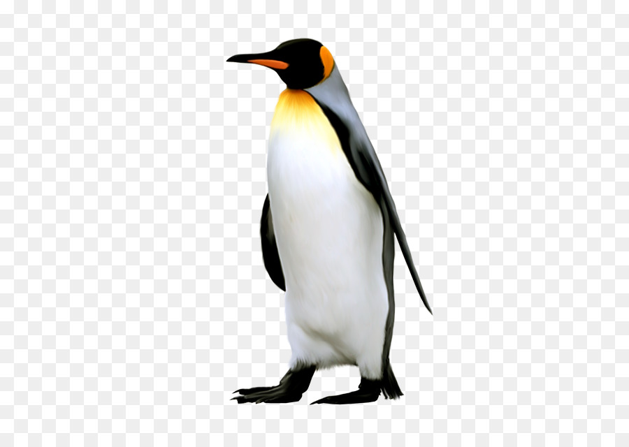 Re pinguino dell'Antartide Pinguino Imperatore - Pinguino