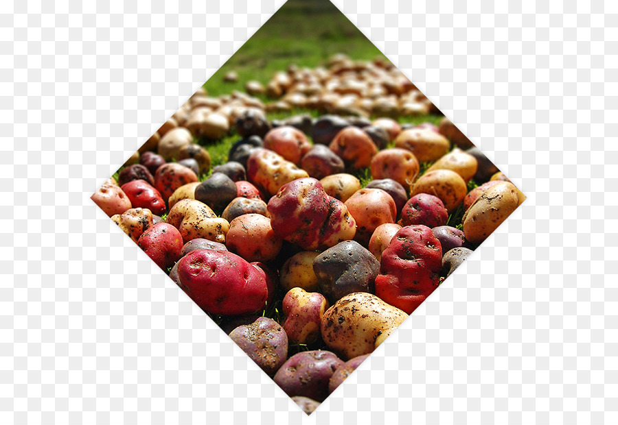 Peru món Khoai tây Tìm Luna Muchik thức Ăn vận đẹp thế giới - khoai tây