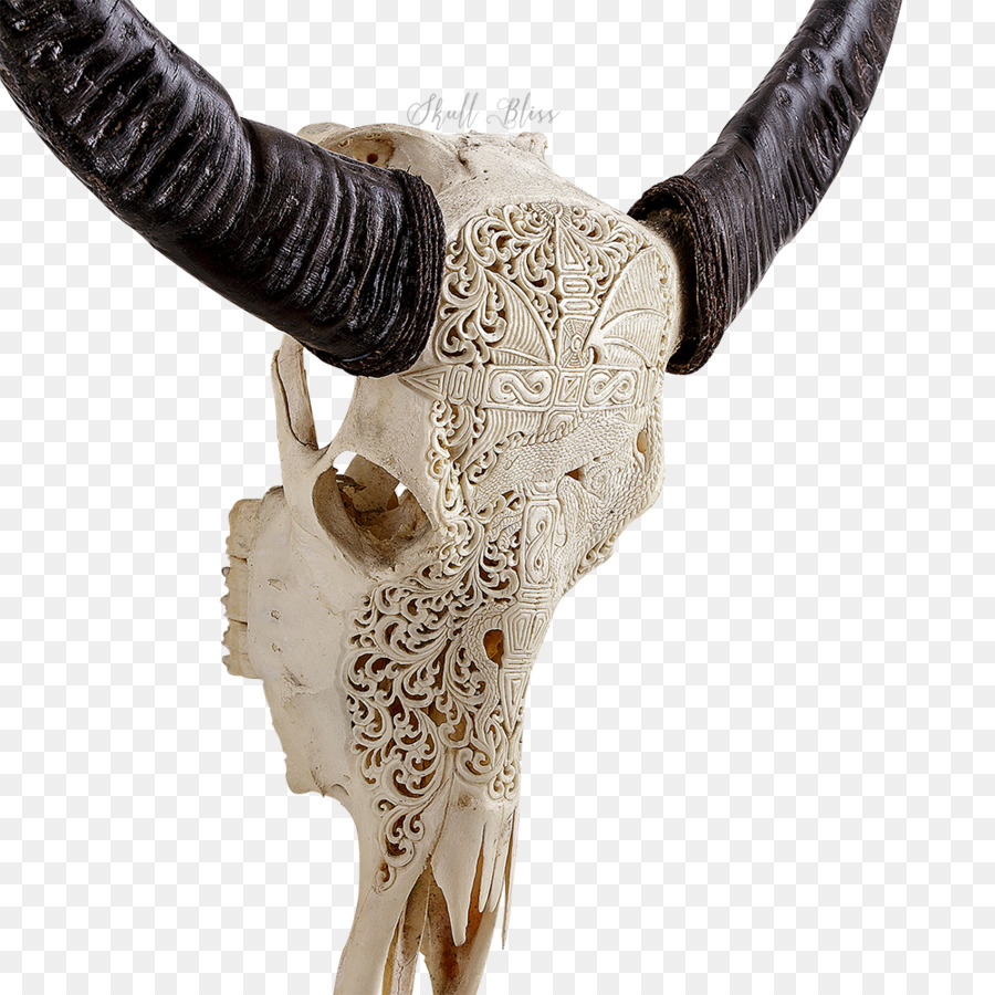 Corno Teschi Animali Corna Osso - buffalo cranio