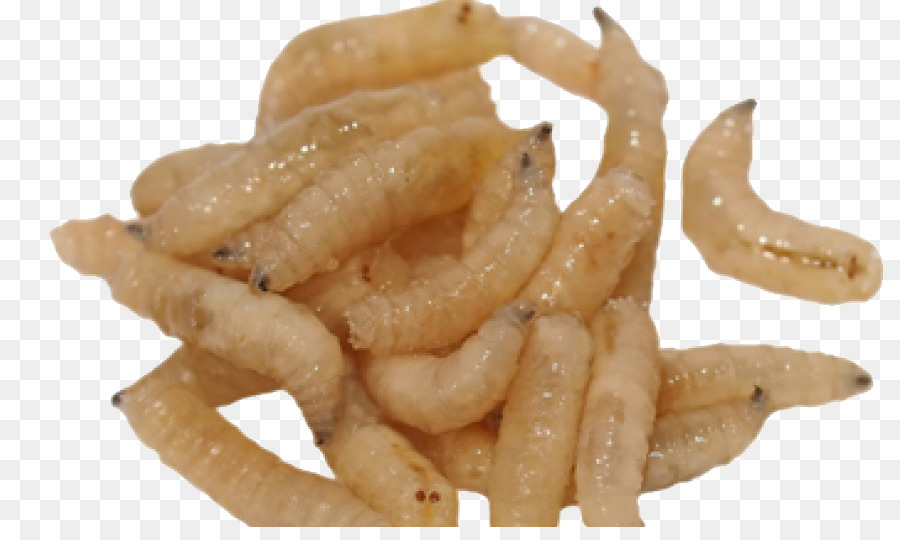Larva Di Mosca Domestica Larva Di Insetto - vermi