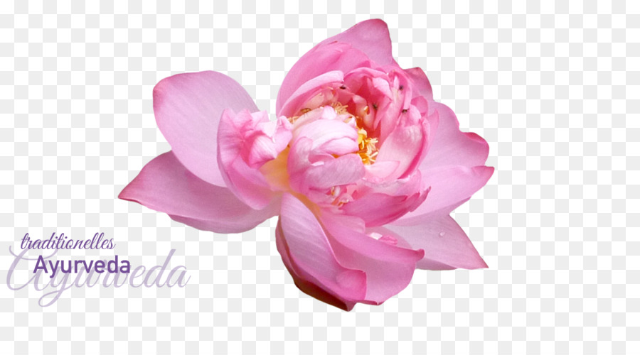 Peonia Google Calendar Ayurveda fiori recisi - peonia