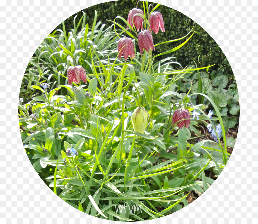 Fritillaries Bodendecker Rasen Wildblumen-Kräuter - begrüßen Sie das Frühjahr