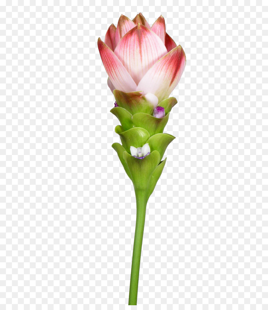 Siam tulip Blütenblatt Kurkuma Nord Thailand - Tulip