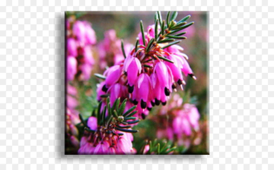 Bụi hoa Oải hương-bông Vườn mùa Đông heath Armeria maritima - nhà máy