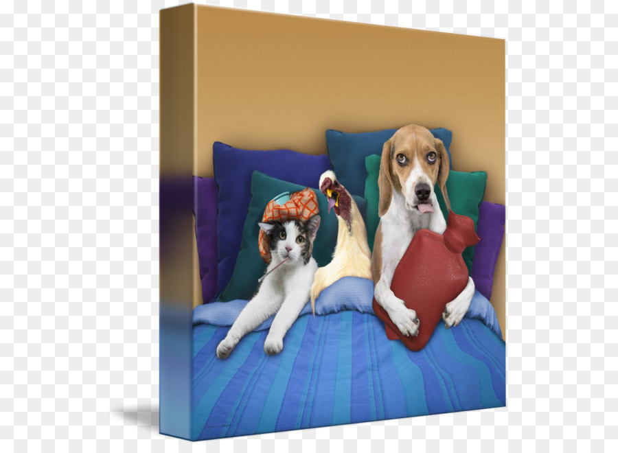 Beagle Hund Hunderasse Welpe, Katze, Haustier sitzen - Welpen