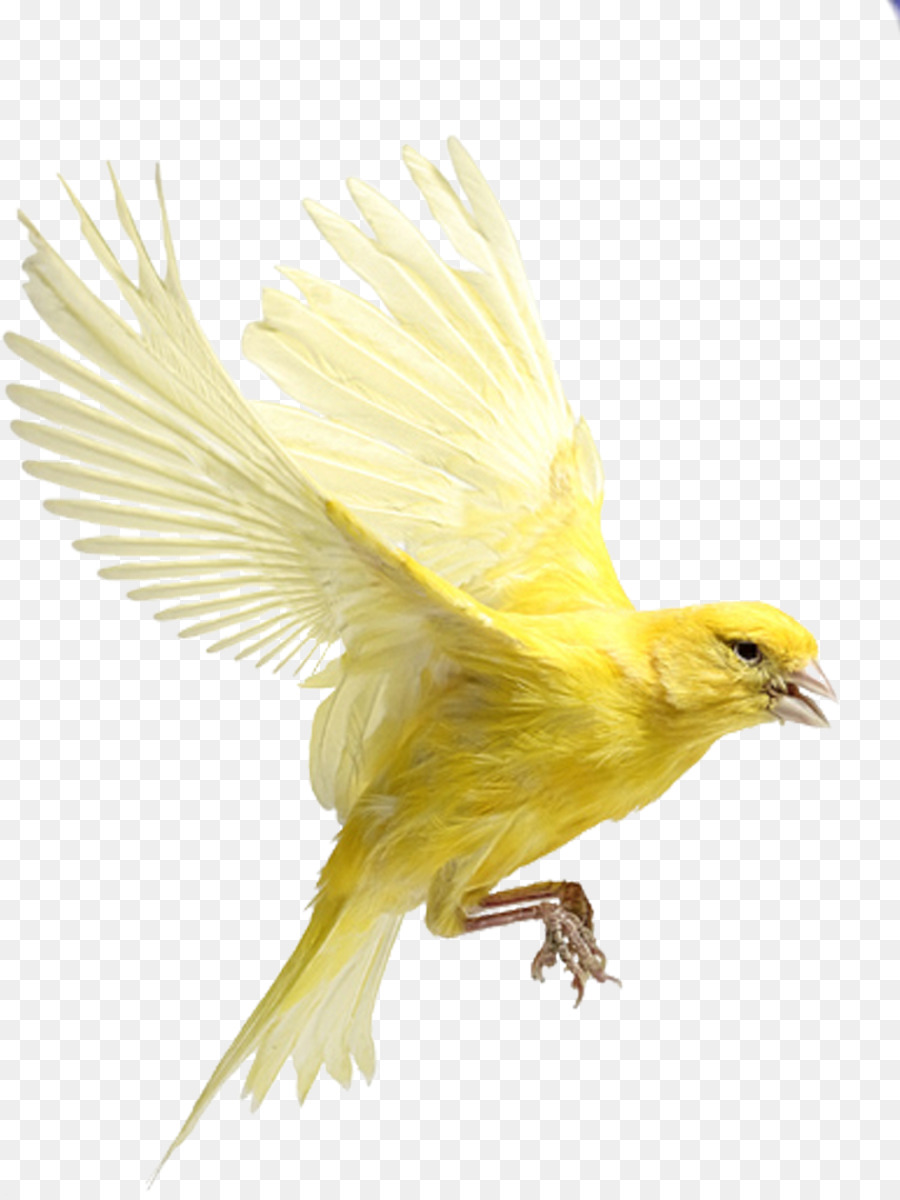 Harzer Roller Kanarienvogel-Finken-Vogel-Schnabel Atlantik - Vogel