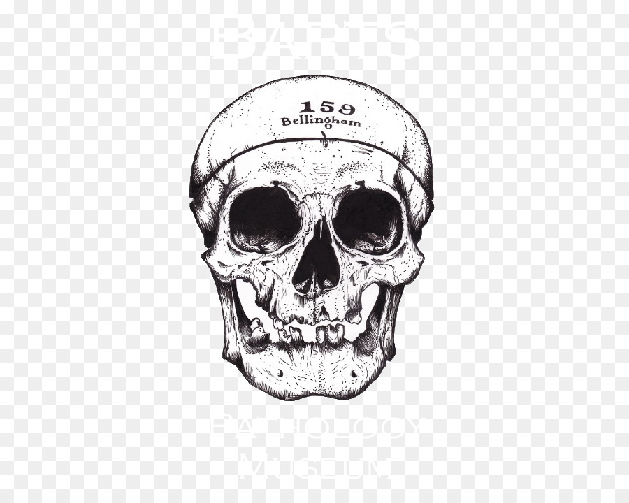 Cranio di Disegno Tarocchi Alchimia /m/02csf - cranio