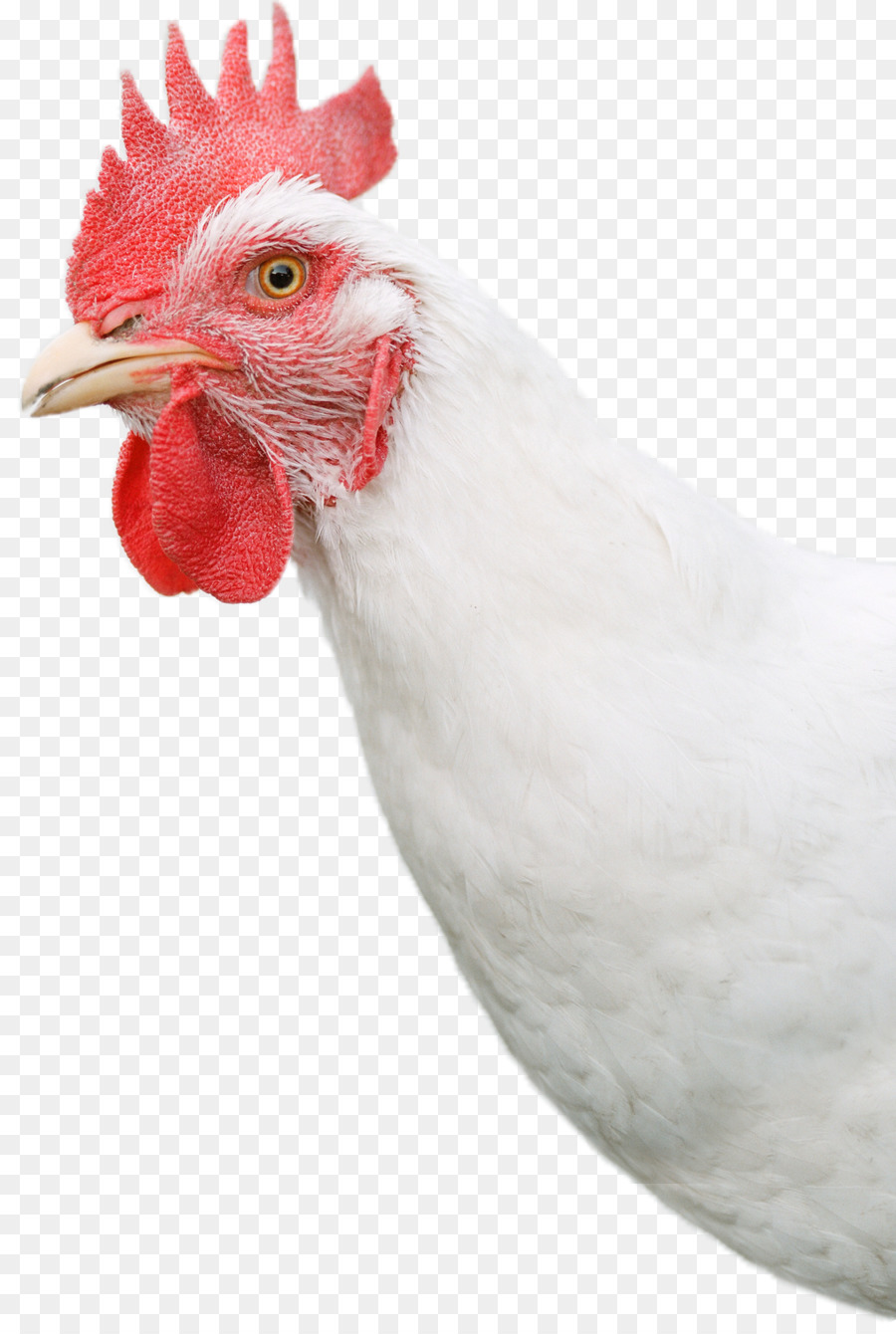 Hahn Bresse Gauloise Huhn als Lebensmittel Hühnerei - Ei