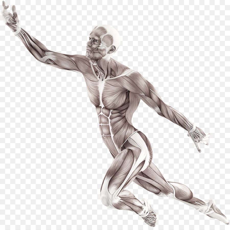 Menschlichen Körper Muskel in Bewegung Anatomy Trains: Myofasziale Leitbahnen für Manual und Bewegungs Therapeuten Muskulatur - 9/11