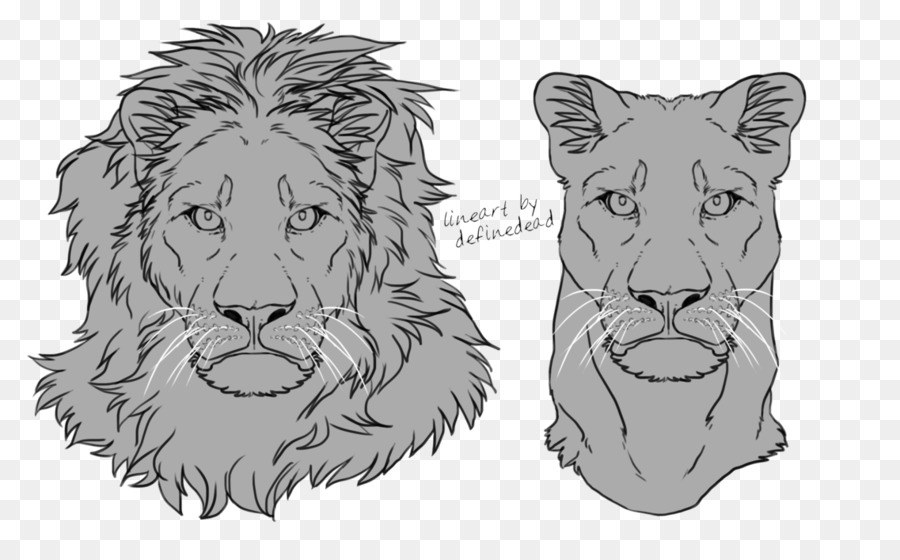 Löwe Tiger Felidae-Whisker-Skizze - Zeichnung lion