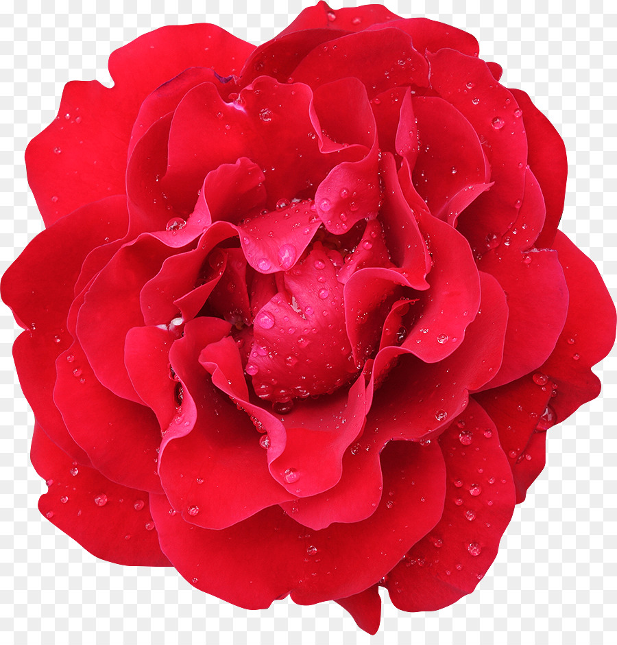 Le rose da giardino Cavolo rose Floribunda Rosso - fiore