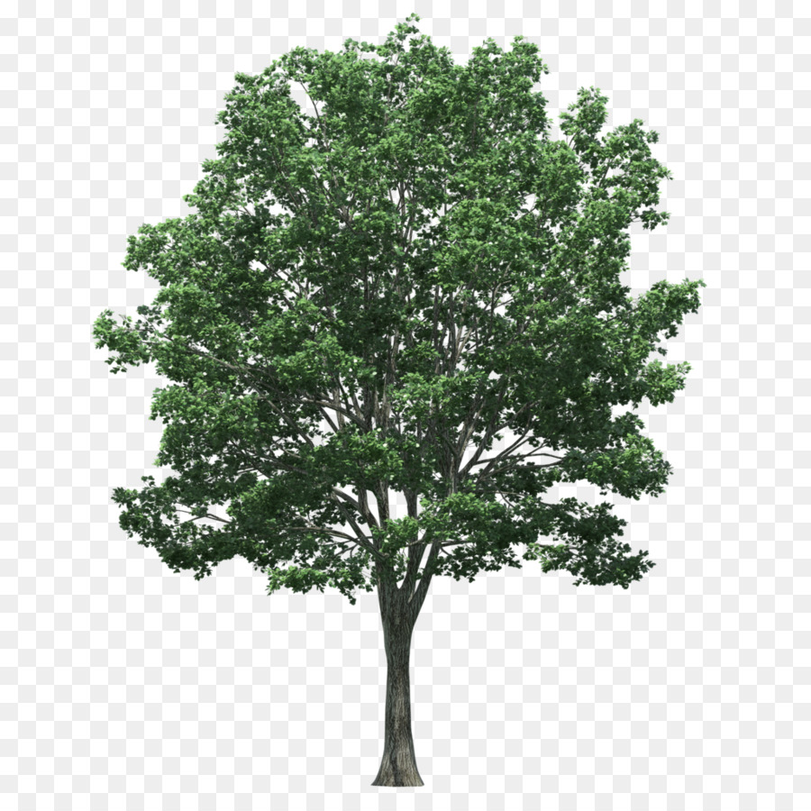 Fotografia Stock Albero Giapponese zelkova Tronco - albero