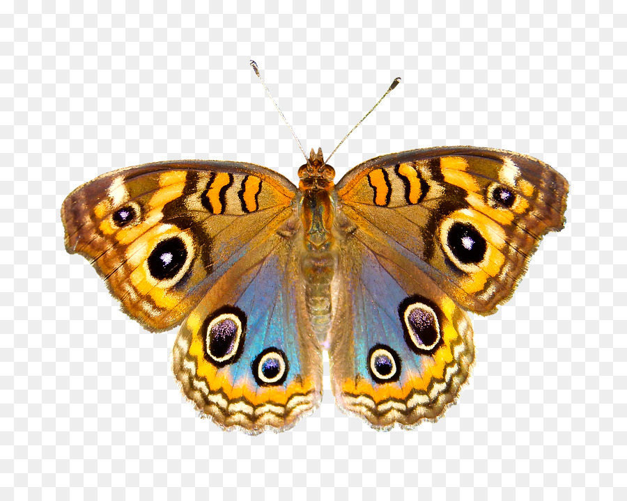 Monarch butterfly Polyphem Motte Regal moth - Kate Upton