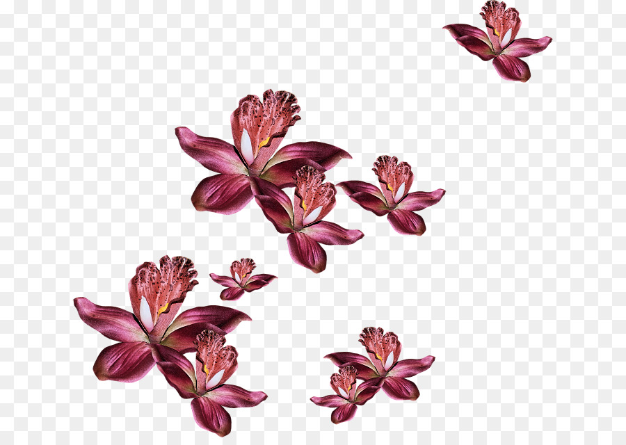 Blütenblatt-Cut-Blumen Garten Rosen Floral design - Blume