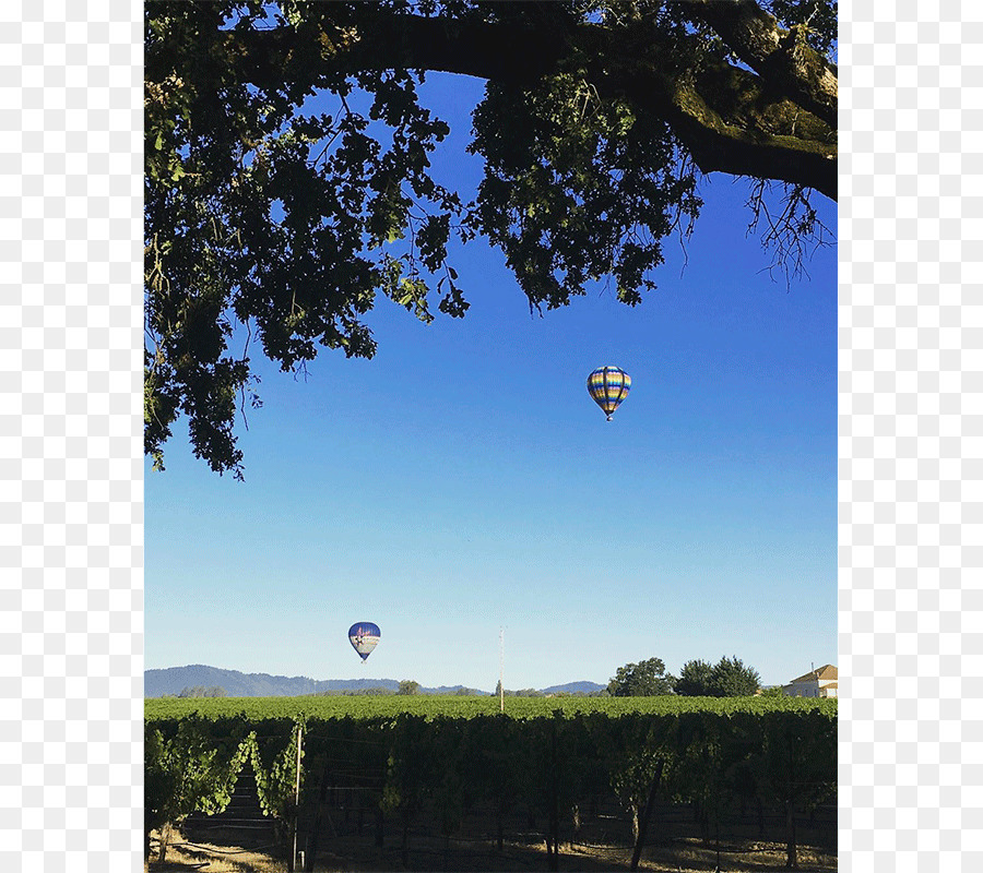 Mayacama Golf Club, Sonoma County Wein Land - Wein