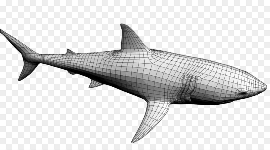 Squalo tigre Lamniformes Grande squalo bianco di mammiferi Marini Squaliform squali - squalo 3d