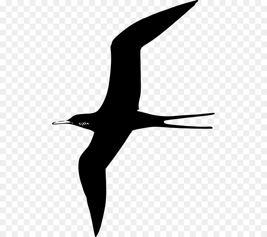 Frigatebird Gabbiani Clip art - uccello