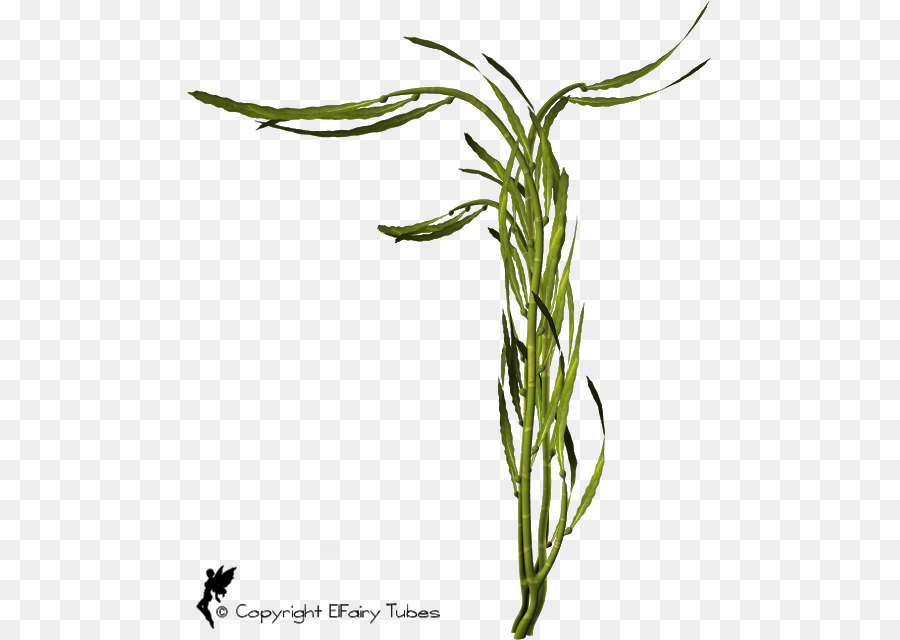 Sweet Grass Pflanze, Stamm-Blatt-Blumen-Ware - Blatt