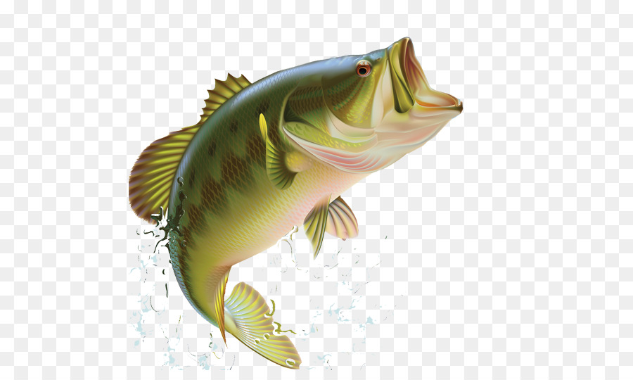 Largemouth Bass, BASS Fishing, Bass, Sunfishes, Fishing, Green Sunfish, Sma...