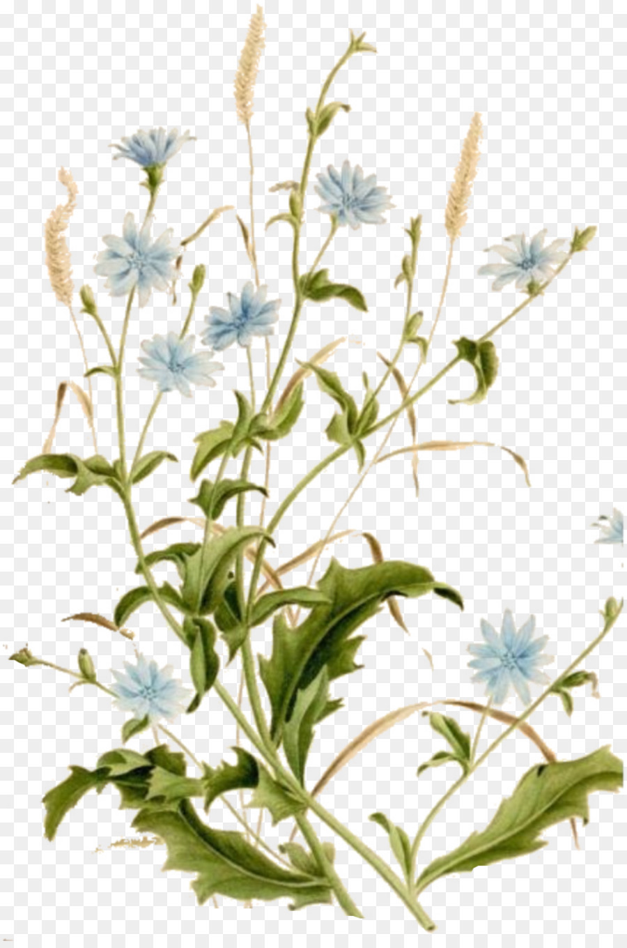 Chicorée Gemeinsame daisy botanische illustration Botanik Pflanze - Botanik Blätter