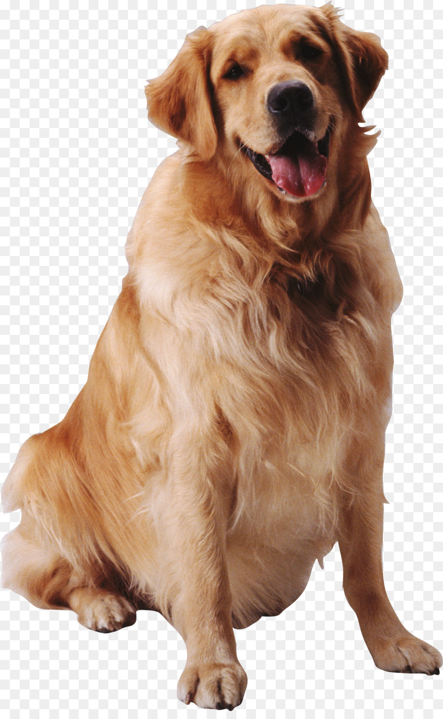 Chó Cưng Côn Trùng - Con chó