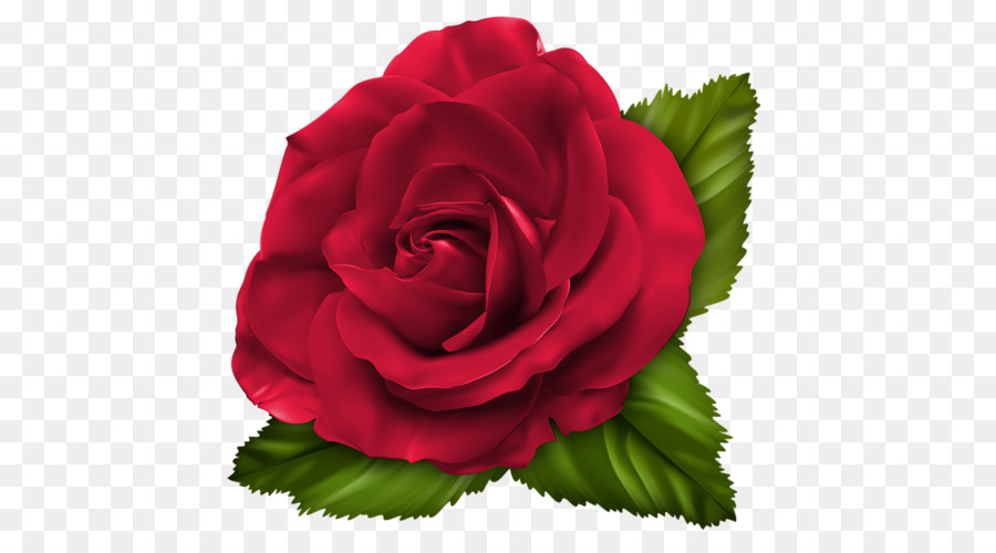 Garten Rosen Kohl rose Floribunda Rot Clip-art - Blume