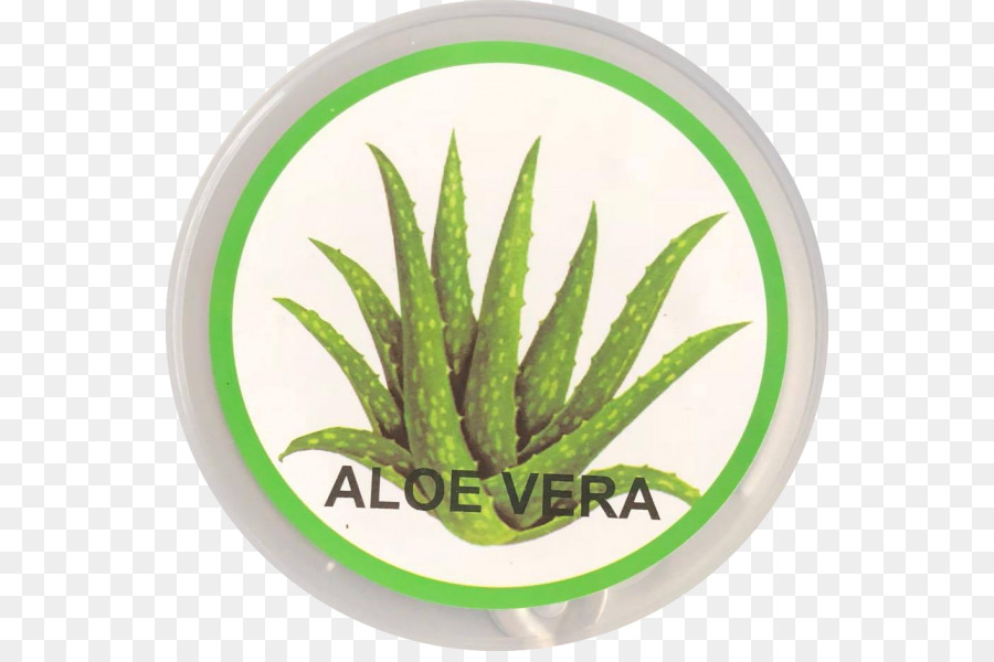 Aloe vera fotografia di Stock, Alamy - Aloe Vera