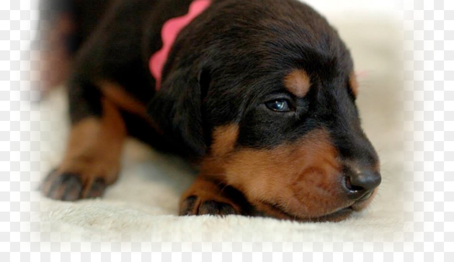 Cane di razza Black and Tan Coonhound Cucciolo Smaland Segugio polacco Cane da Caccia - cucciolo