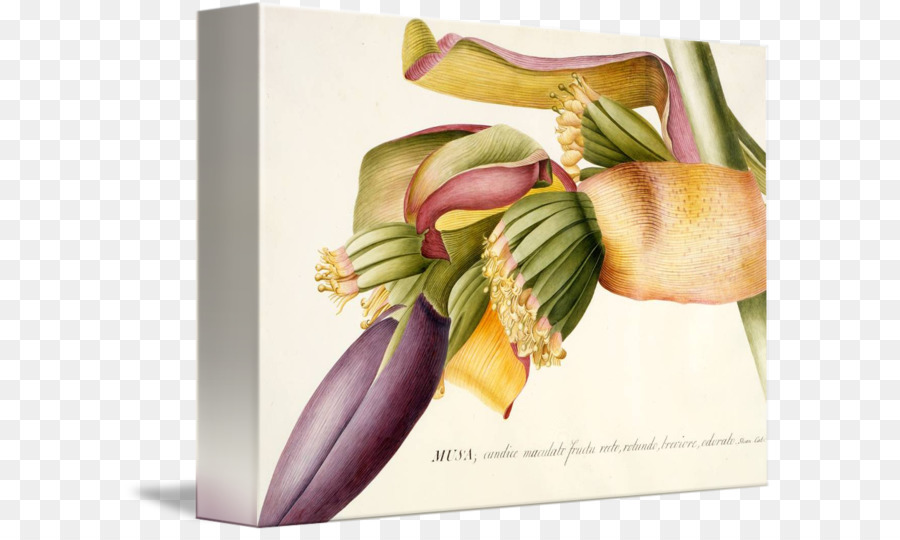 Bananen Giclée Druckgrafik Arbeiten von art Künstler - Banane