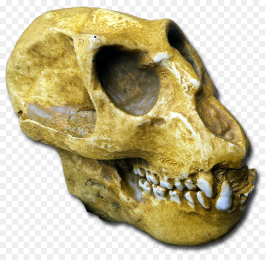 Primate Tautavel Uomo Mesopithecus Fossili - fossili