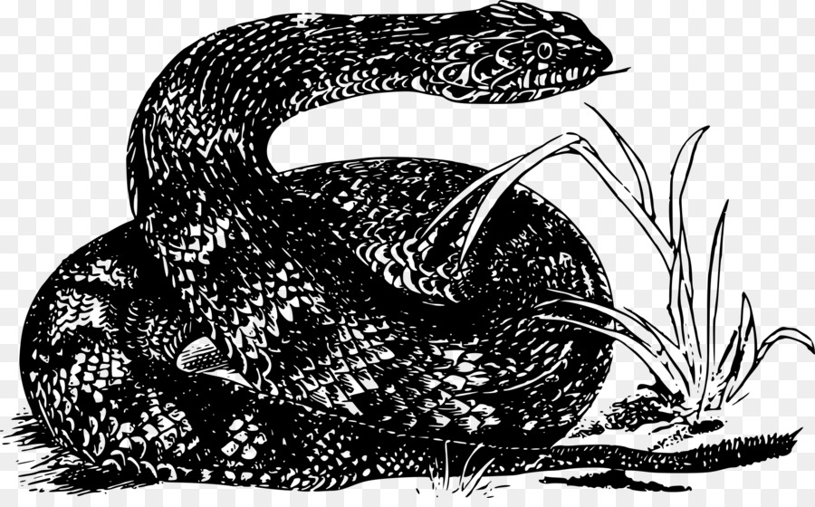 Klapperschlange Kingsnakes Boa constrictor Schlangen - Schlange