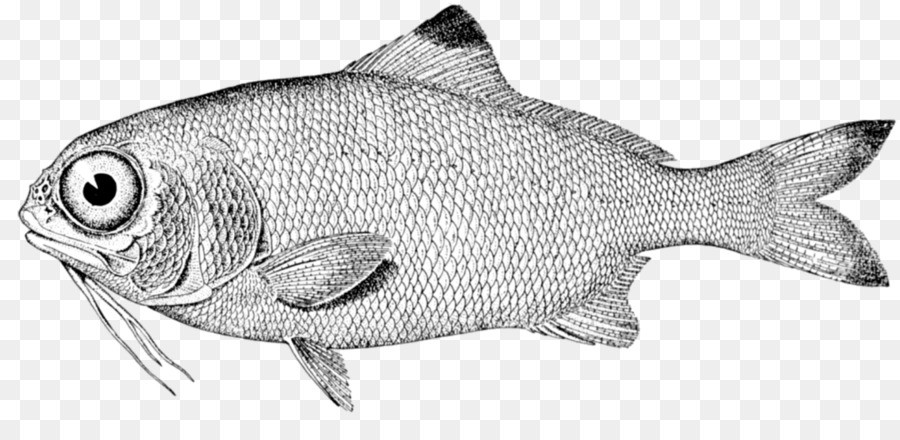 Fisch-Skala-Papier-Lappen-finned Fische Angeln - Fisch
