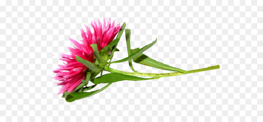 Blütenblatt Digital image - Chrysantheme