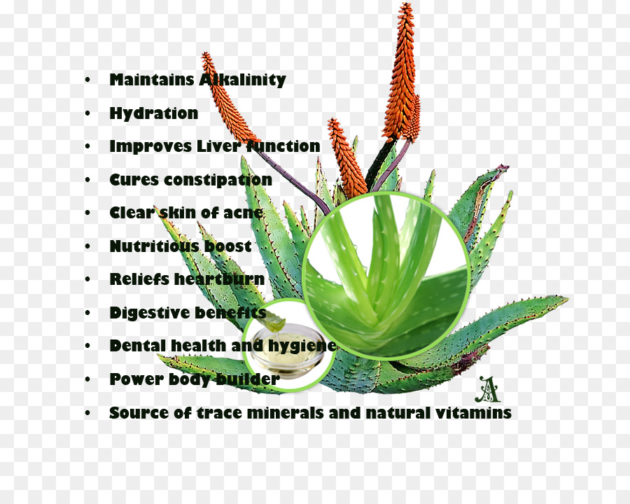 Plant stem Aloe-vera-Aquarium - aloe vera Saft