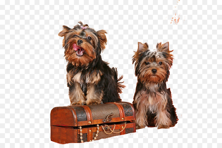 Yorkshire Terrier, Australian Silky Terrier Welpen-Begleit-Hund-Hunderasse - Welpen