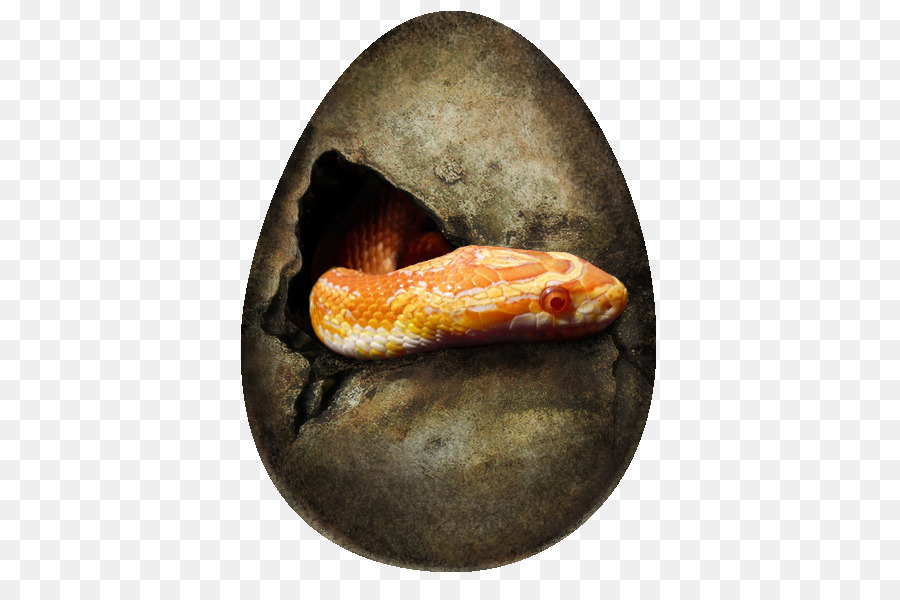 Boa constrictor-Schlange-Easter egg - Schlange zeichnen