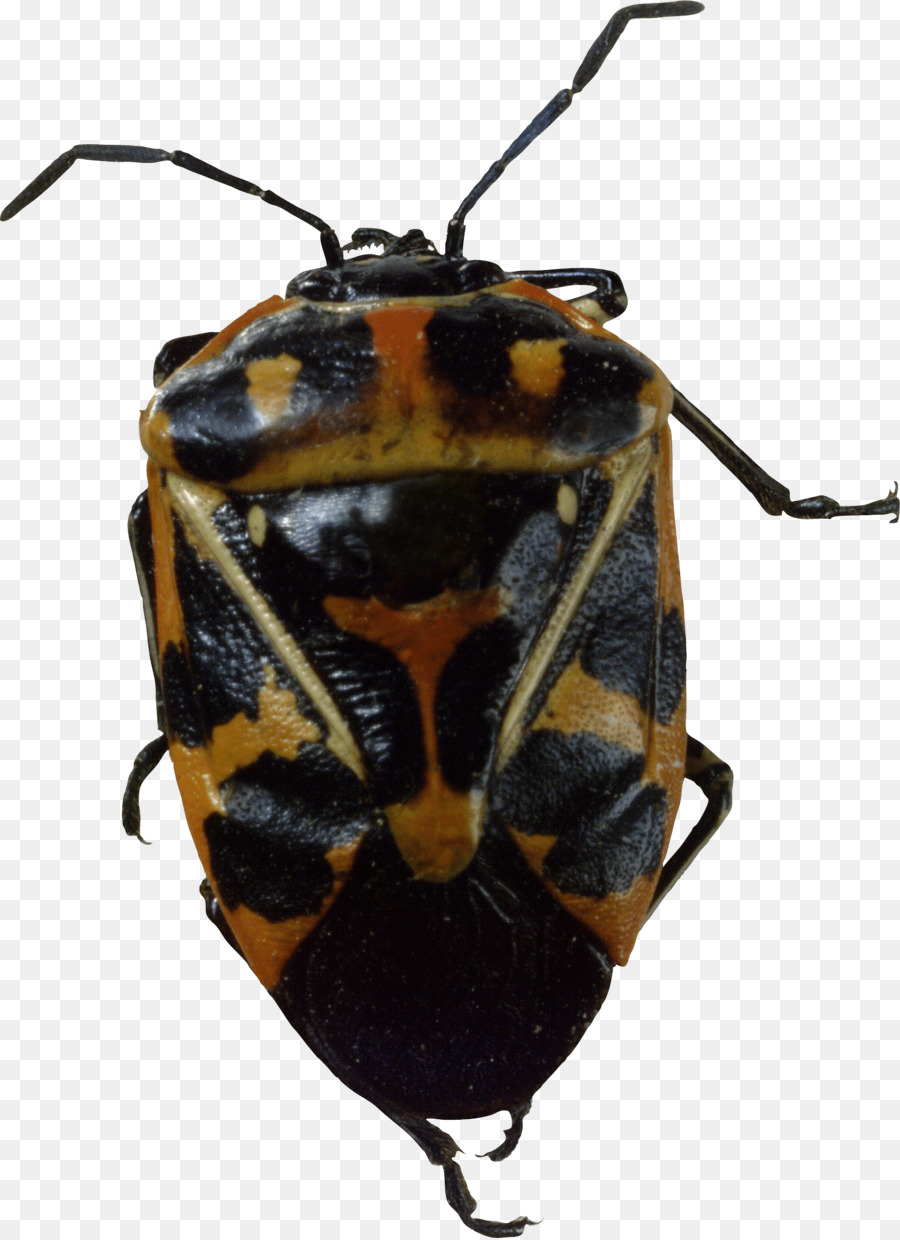 Harlequin Bug Insect