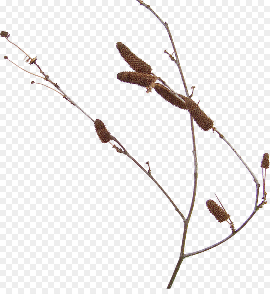 Zweig, Holz, Pflanze, Stamm Blatt   /m/083vt - Holz