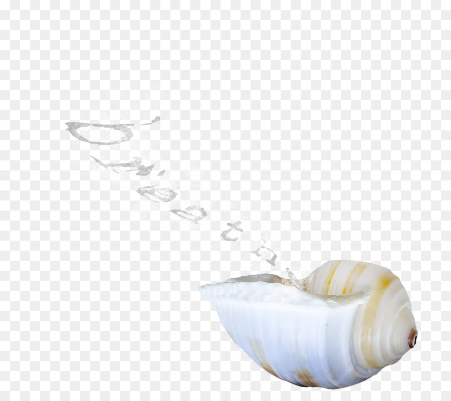 Muschel Schalentier - Seashell