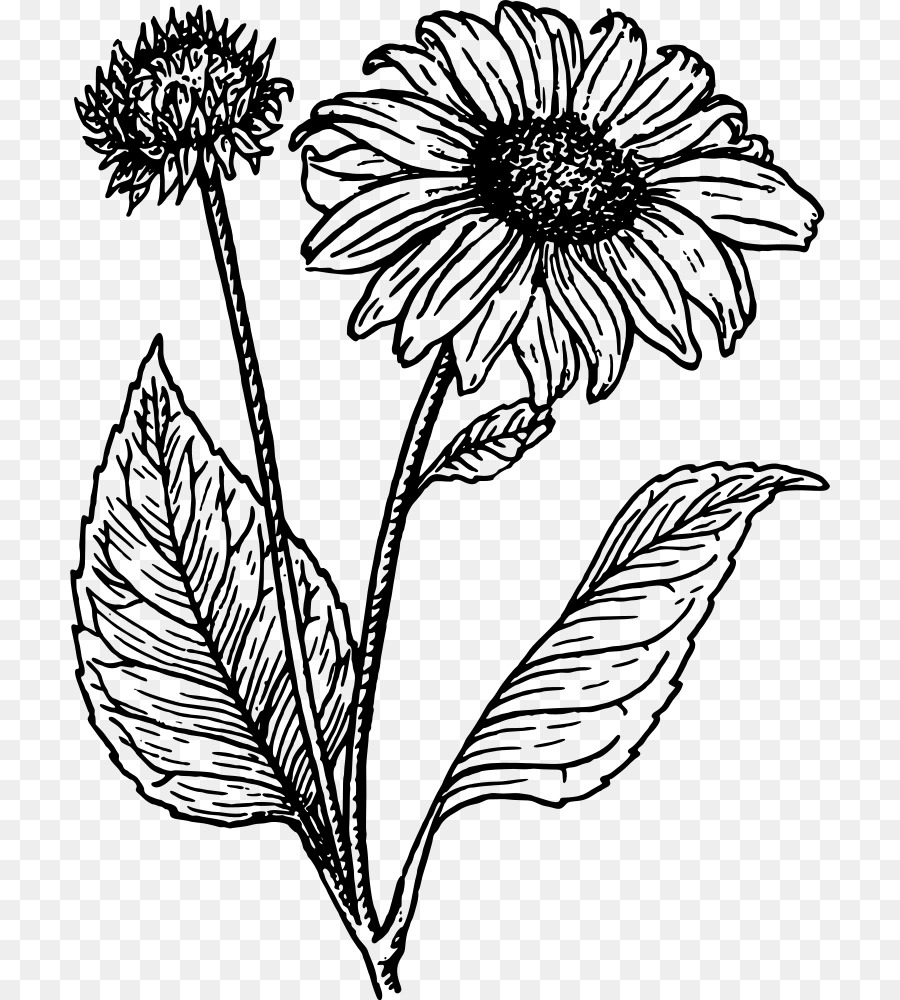 Black And White Flower png download - 760*1000 - Free Transparent Common  Sunflower png Download. - CleanPNG / KissPNG