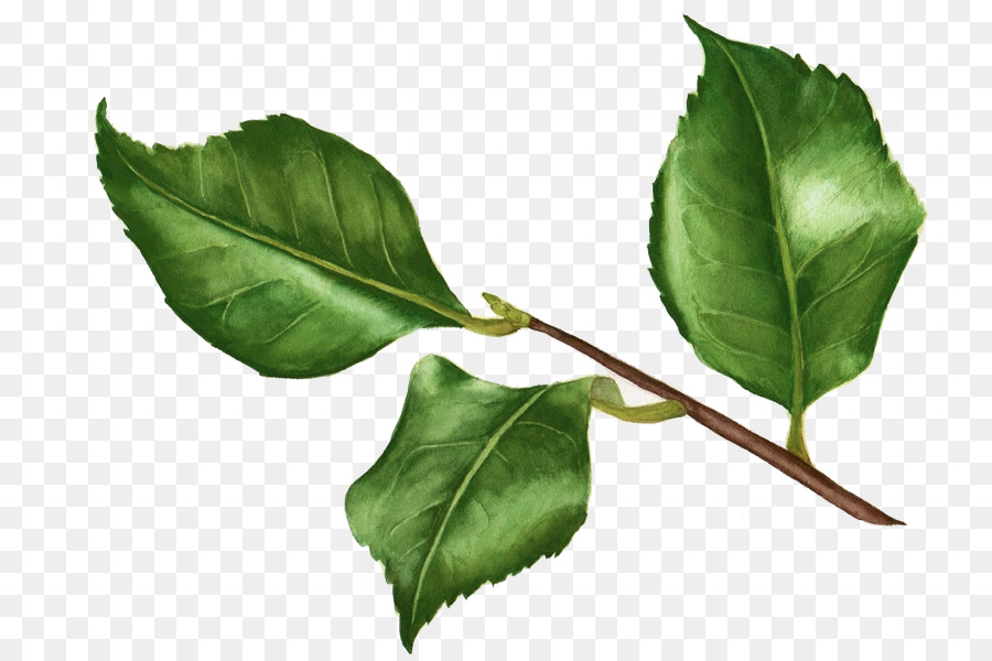 Zweig, Pflanze, Stamm-Blatt-Aquifoliaceae - Blatt
